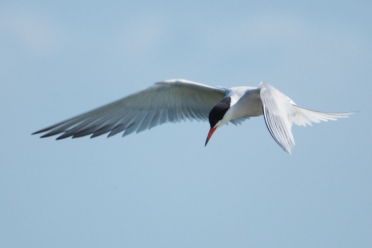 Common Tern - ML620735023