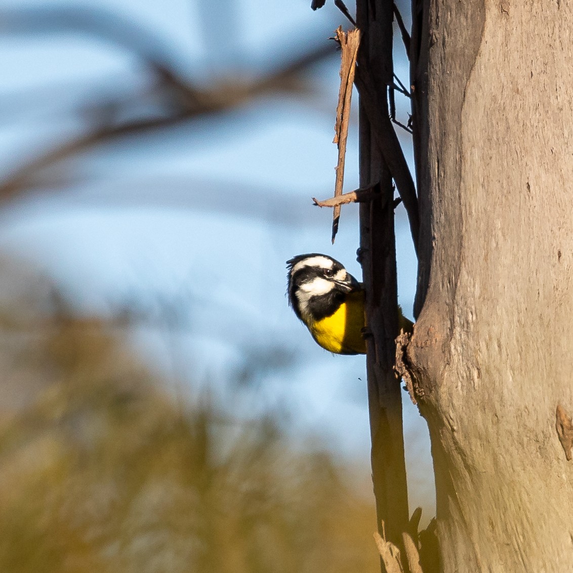 Eastern Shrike-tit - ML620735034