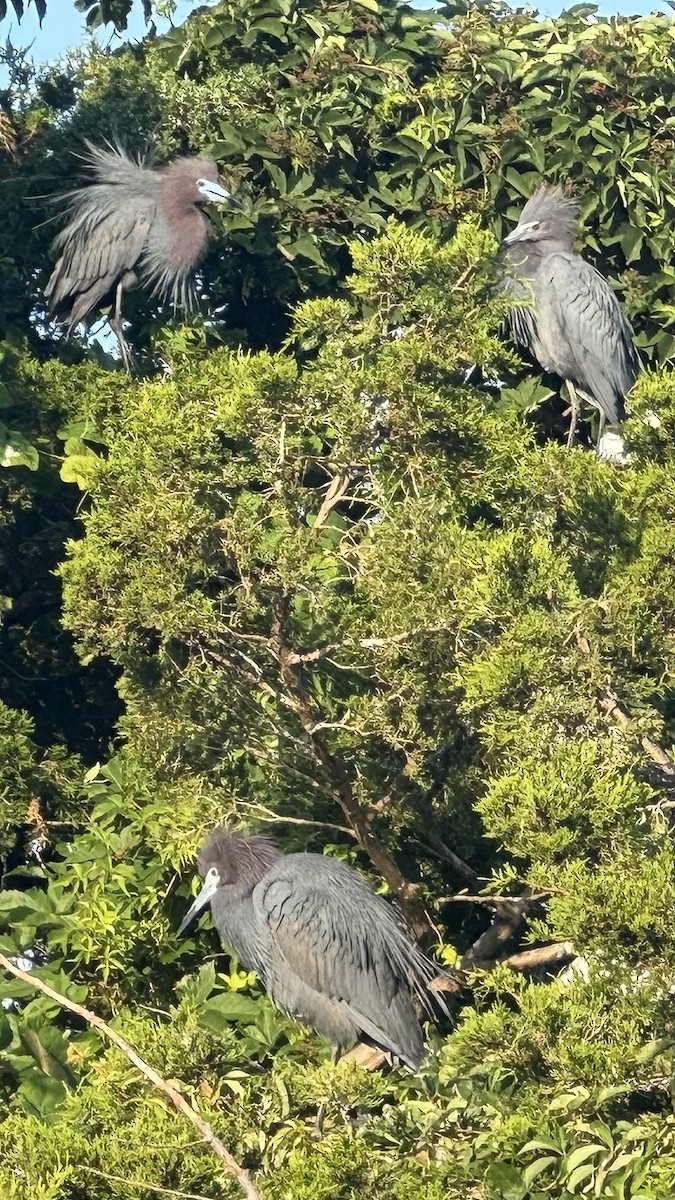 Little Blue Heron - ML620735037