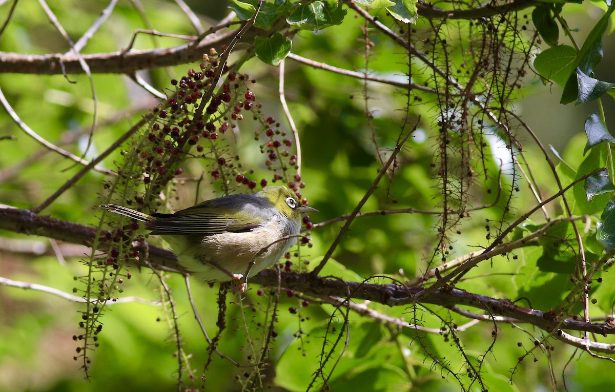 Zostérops à dos gris - ML620735039