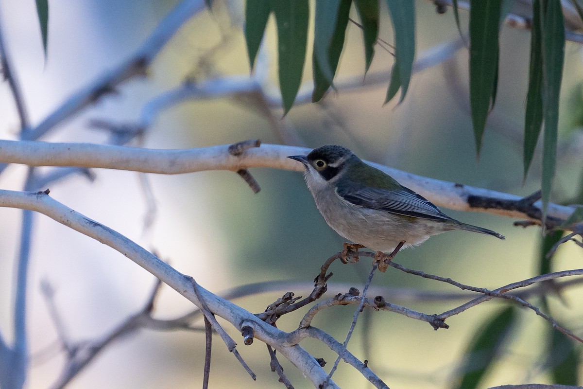 Brown-headed Honeyeater - ML620735040