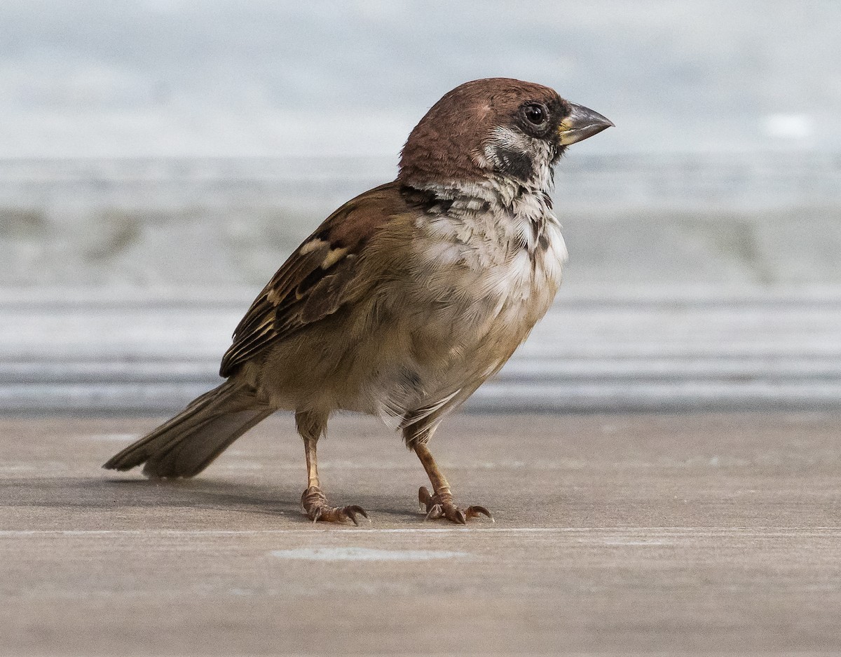 Eurasian Tree Sparrow - ML620735041