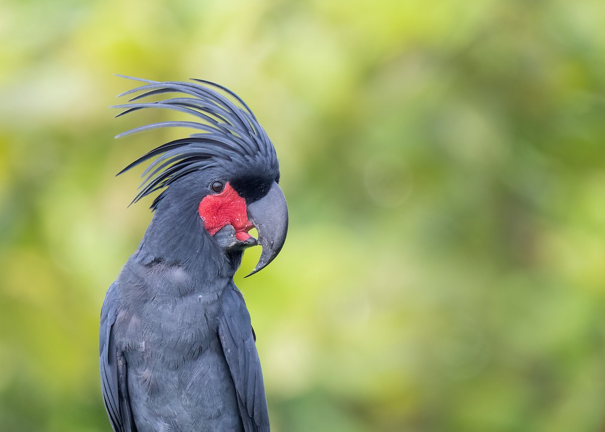 Palm Cockatoo - ML620735042