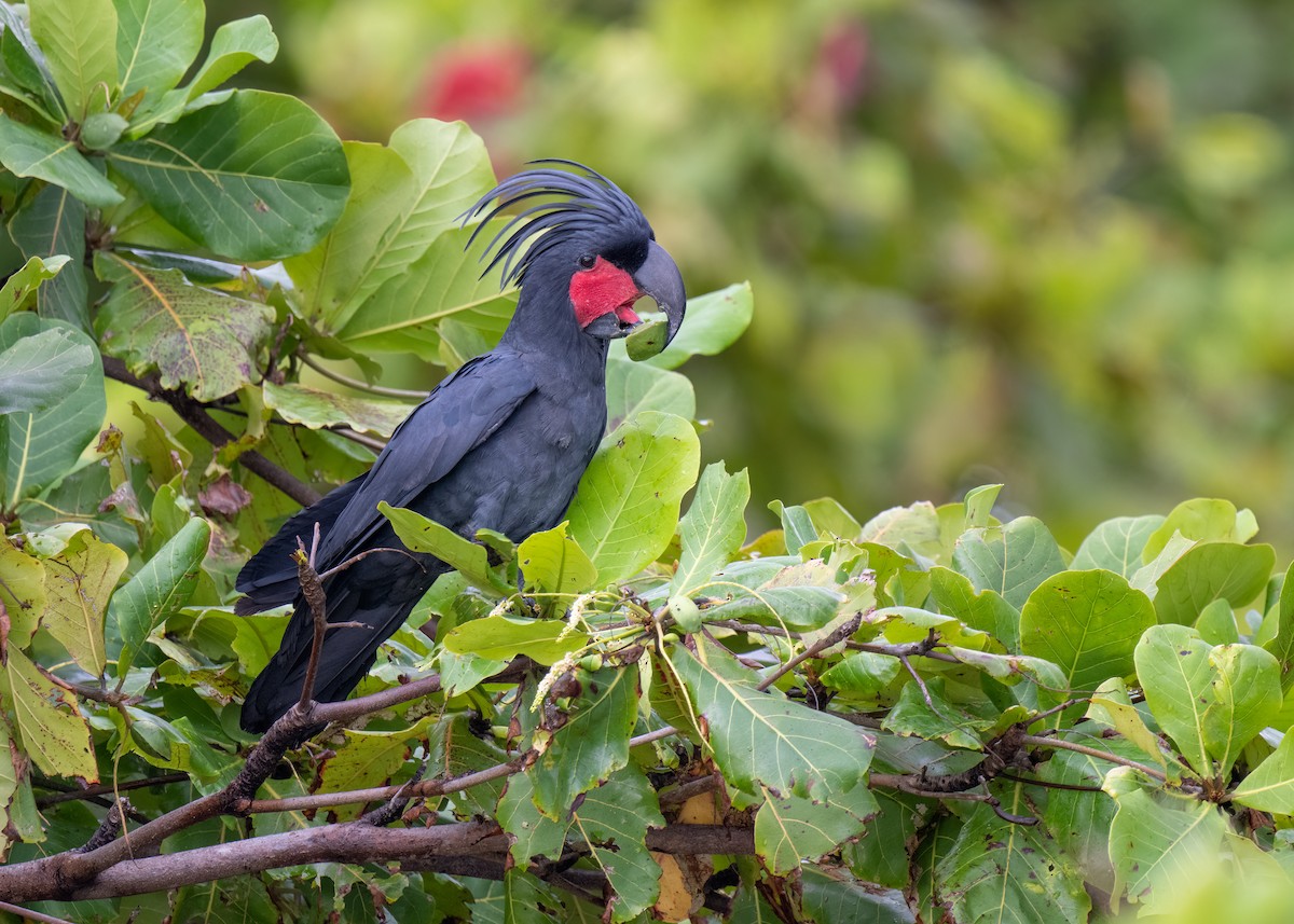 Palm Cockatoo - ML620735043