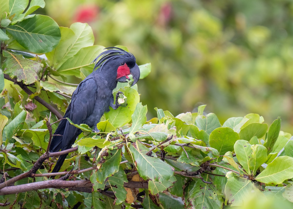 Palm Cockatoo - ML620735044