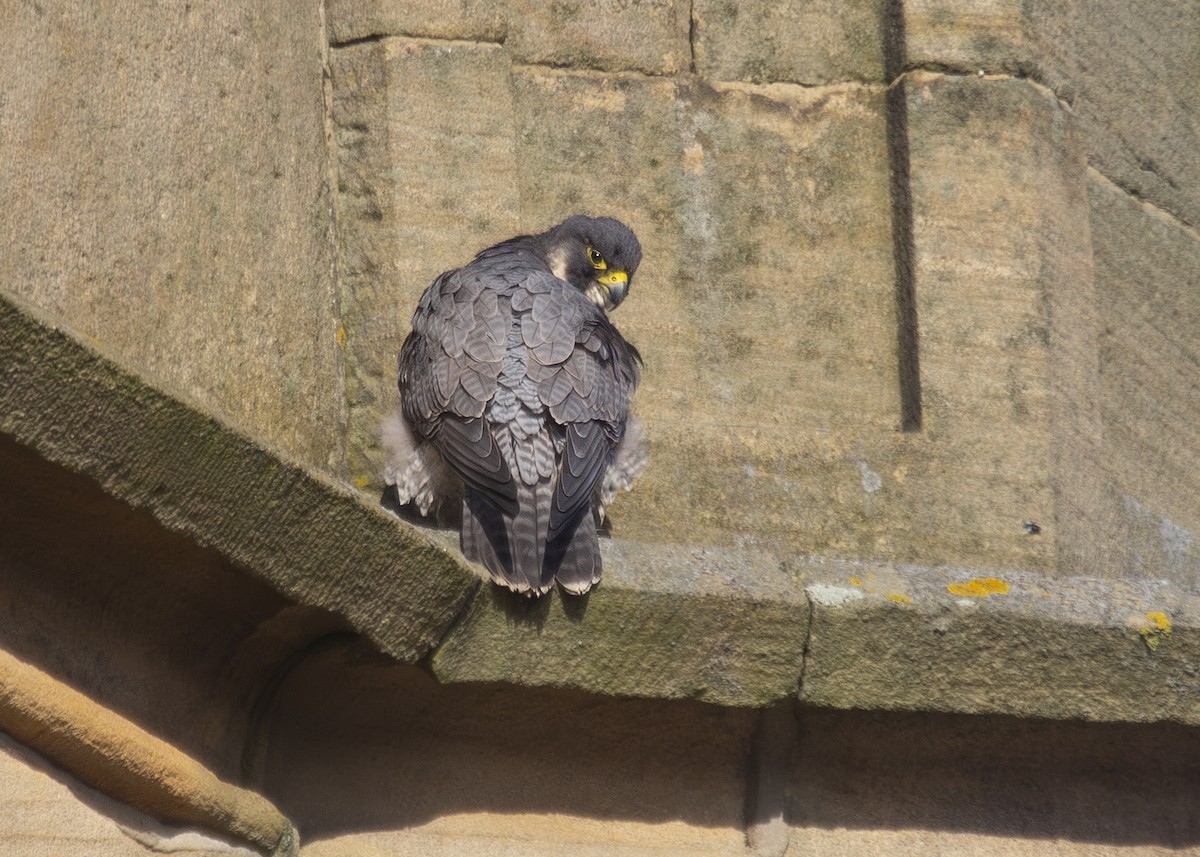 Peregrine Falcon (Eurasian) - ML620735046