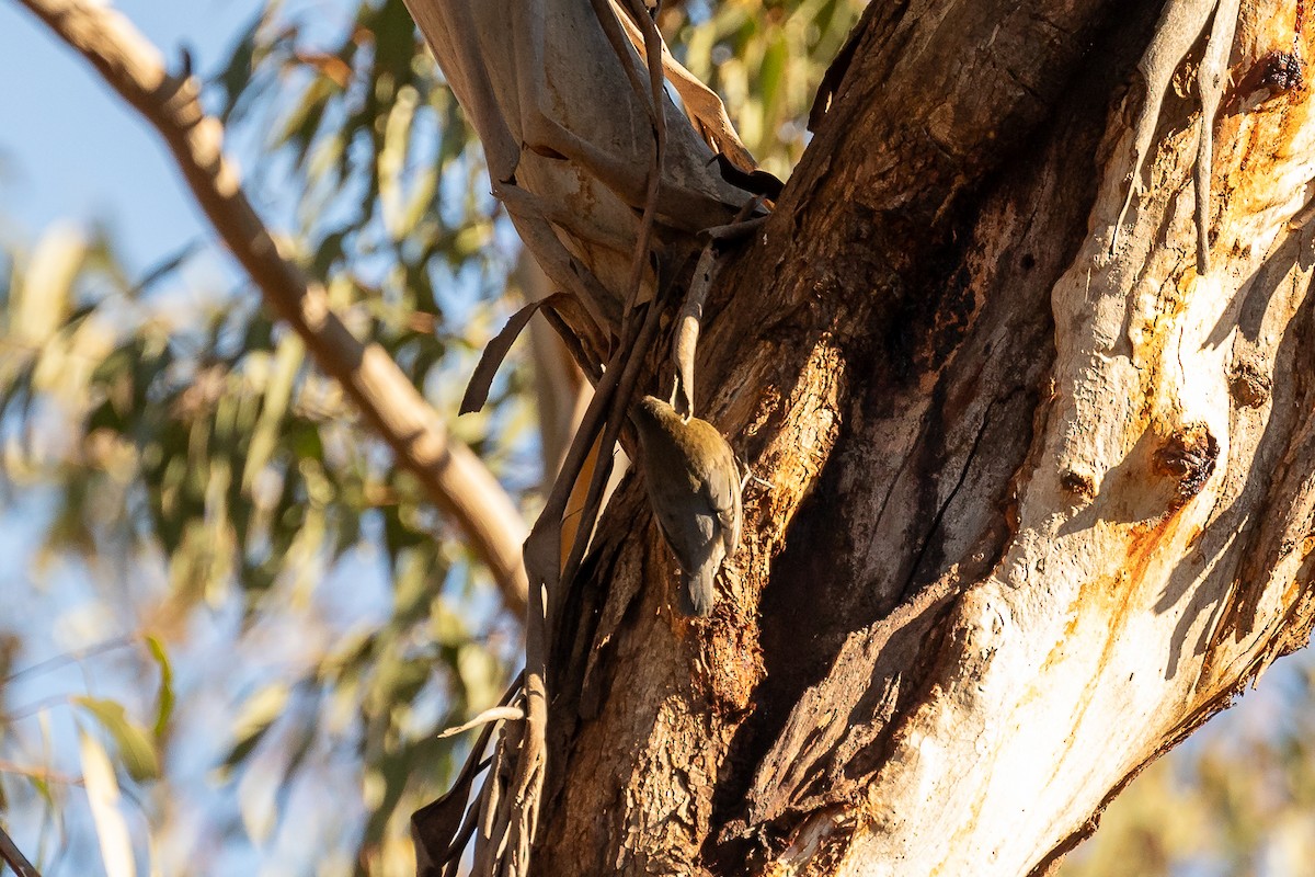 White-throated Treecreeper - ML620735047