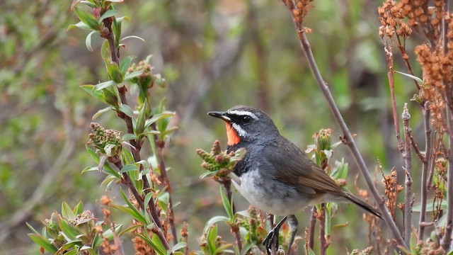 Chinese Rubythroat - ML620735048