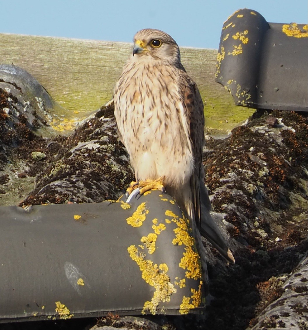 Eurasian Kestrel - ML620735050