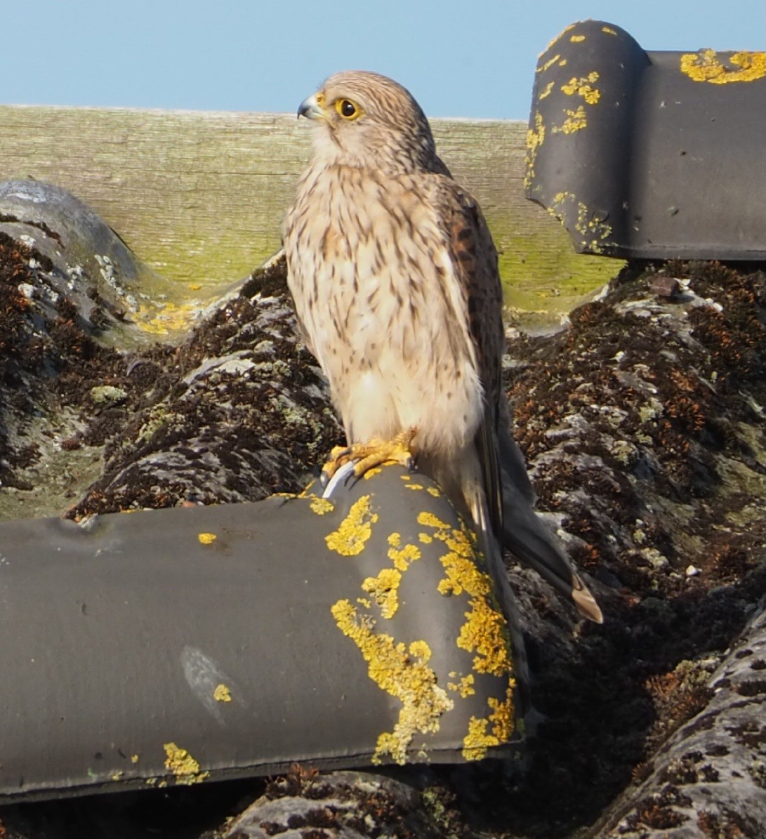 Eurasian Kestrel - ML620735051