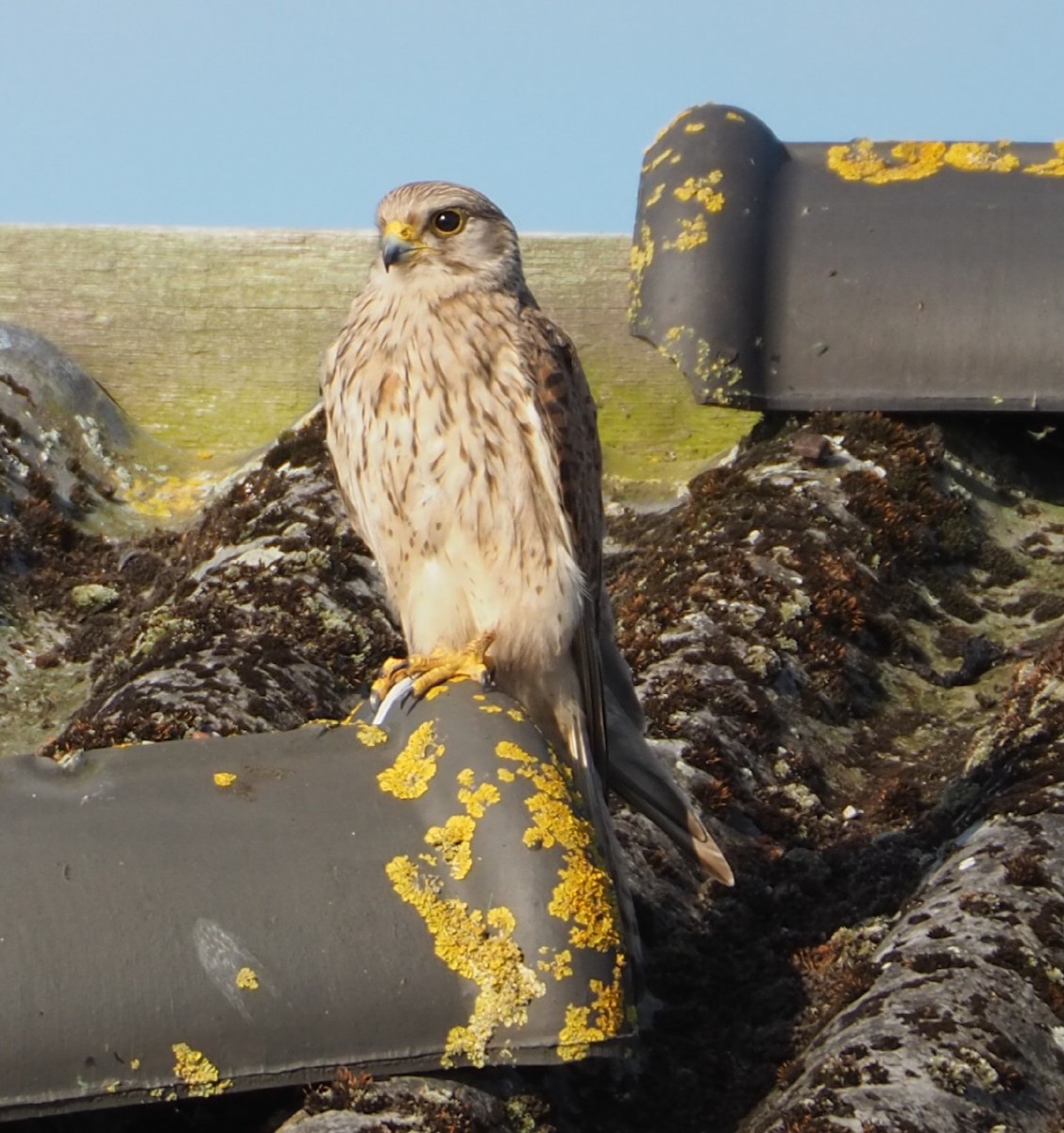 Eurasian Kestrel - ML620735052