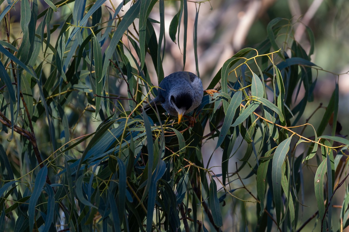 Noisy Miner - ML620735054