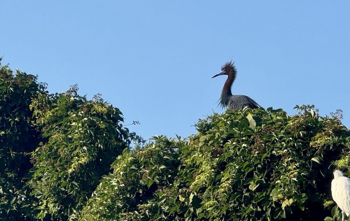 Little Blue Heron - ML620735055