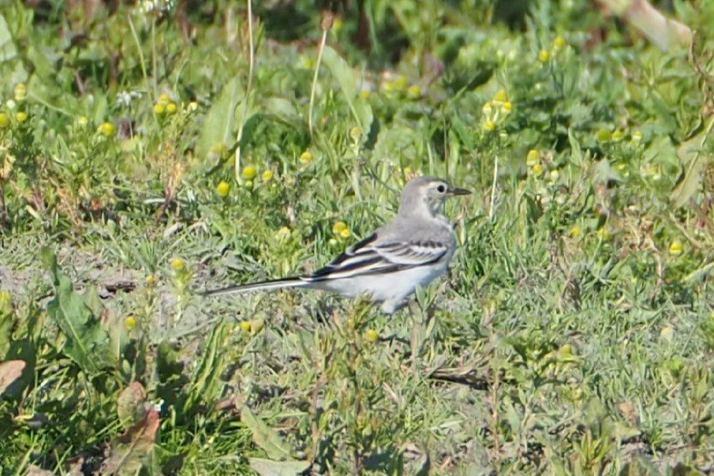 Western Yellow Wagtail - ML620735057