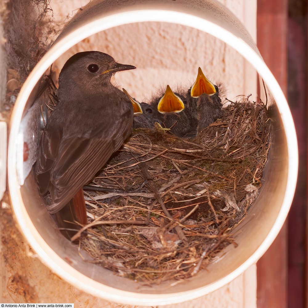 Black Redstart - Antonio Anta Brink