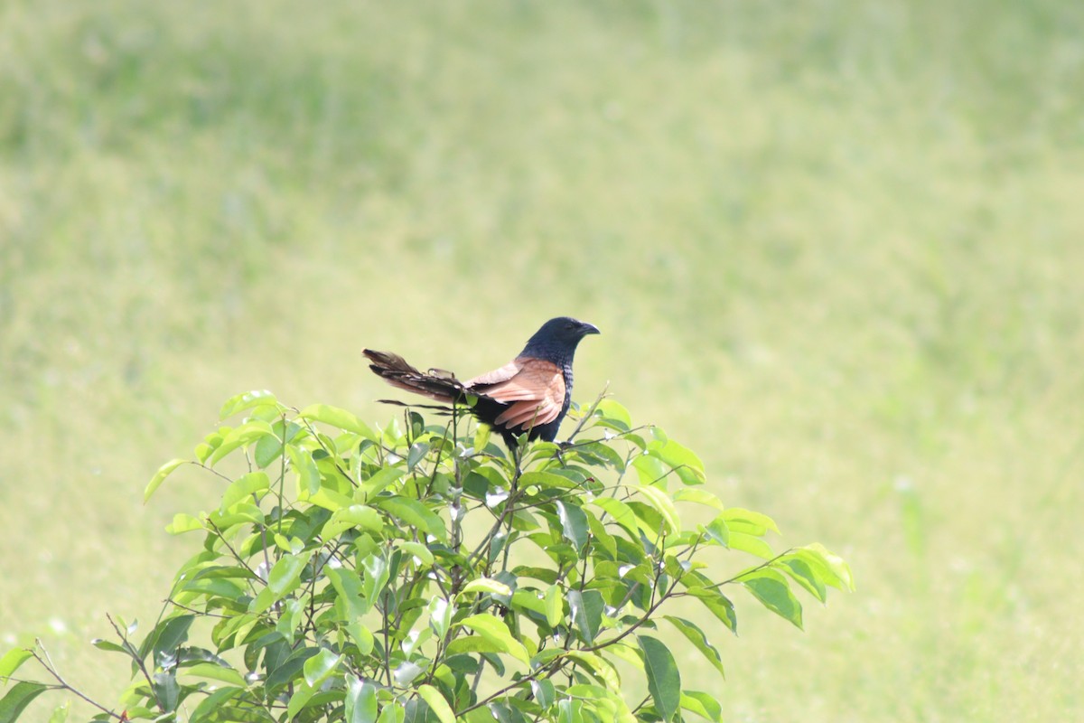 Lesser Coucal - ML620735066