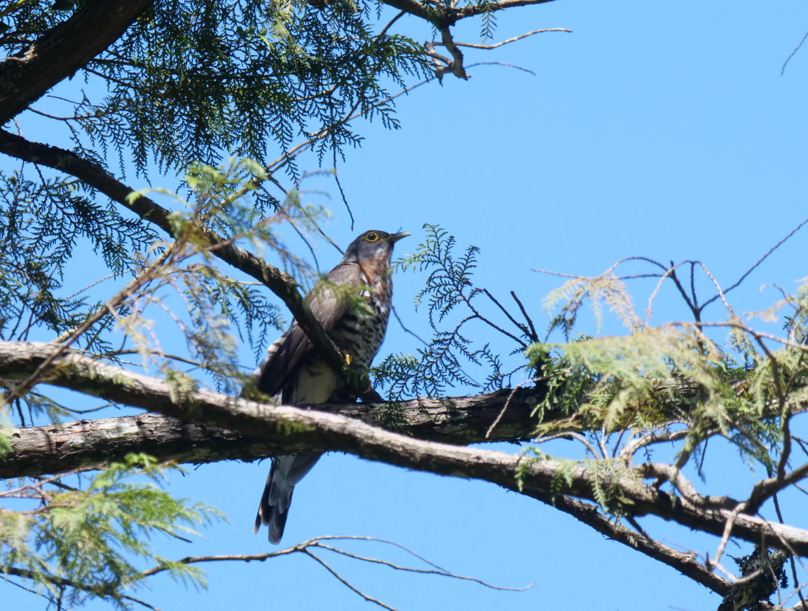 Large Hawk-Cuckoo - ML620735069