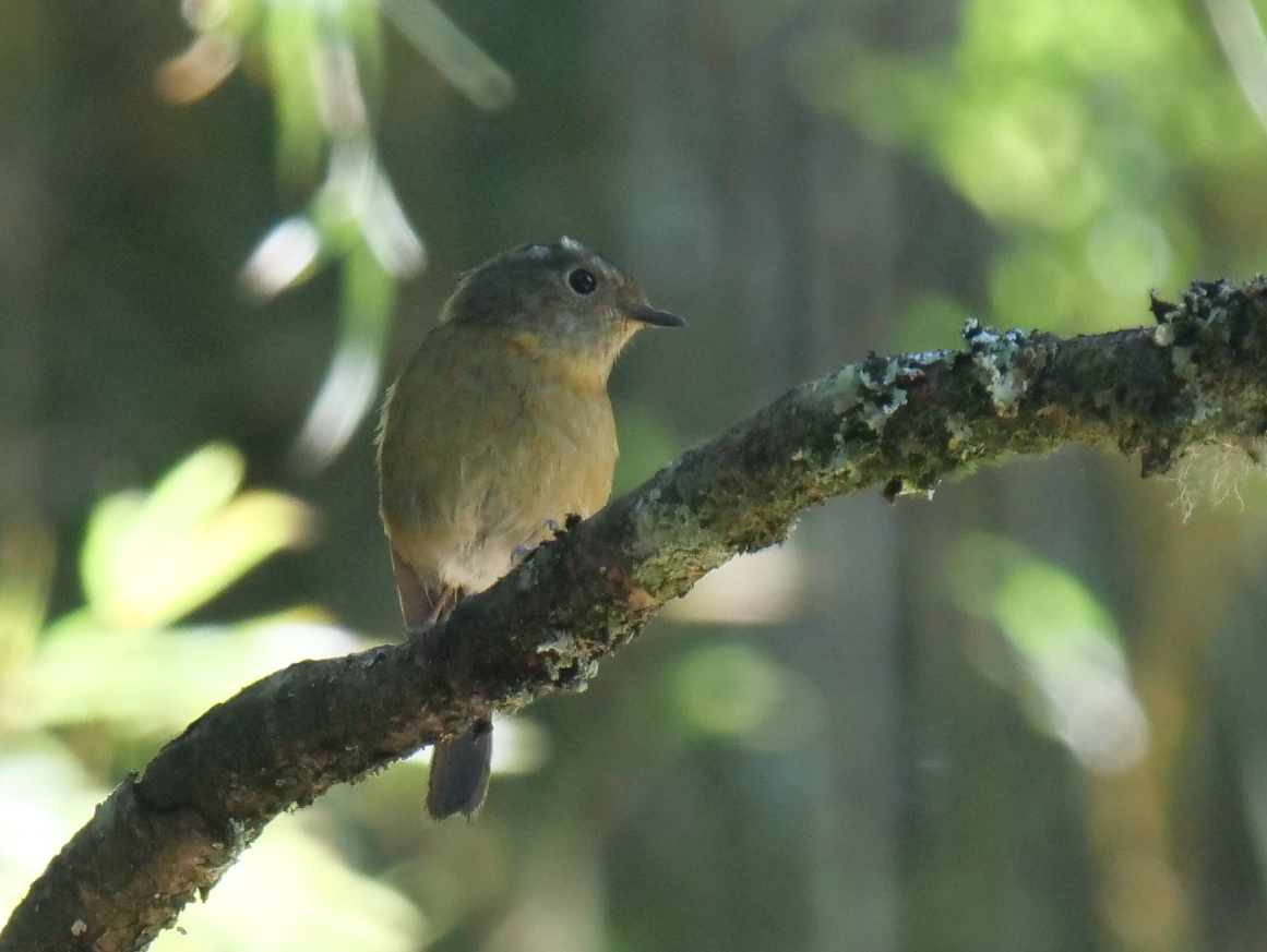 Collared Bush-Robin - ML620735071