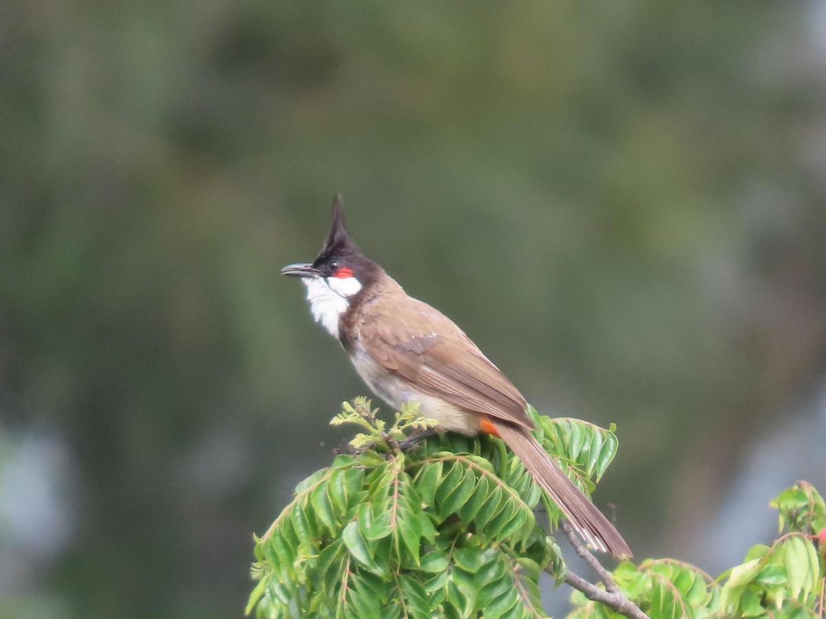 Red-whiskered Bulbul - ML620735072