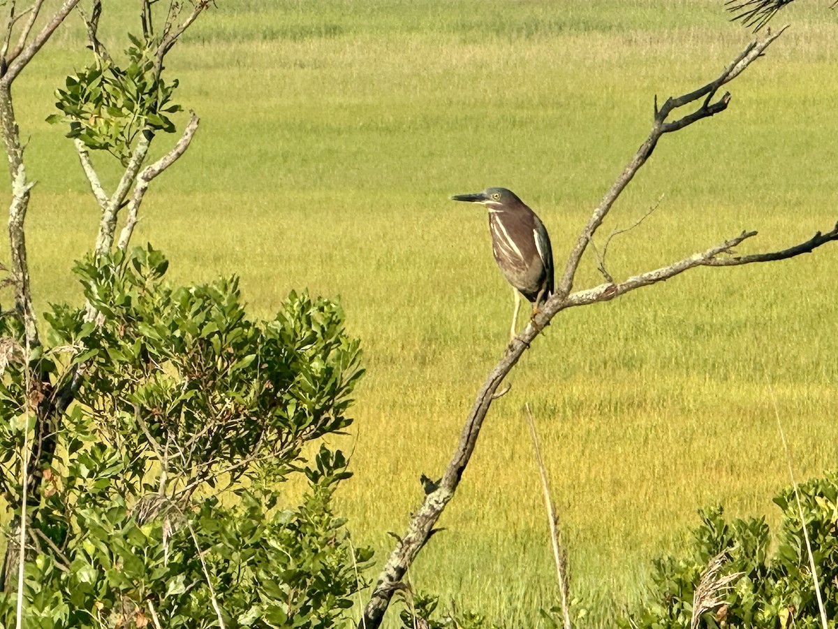 Green Heron - ML620735074