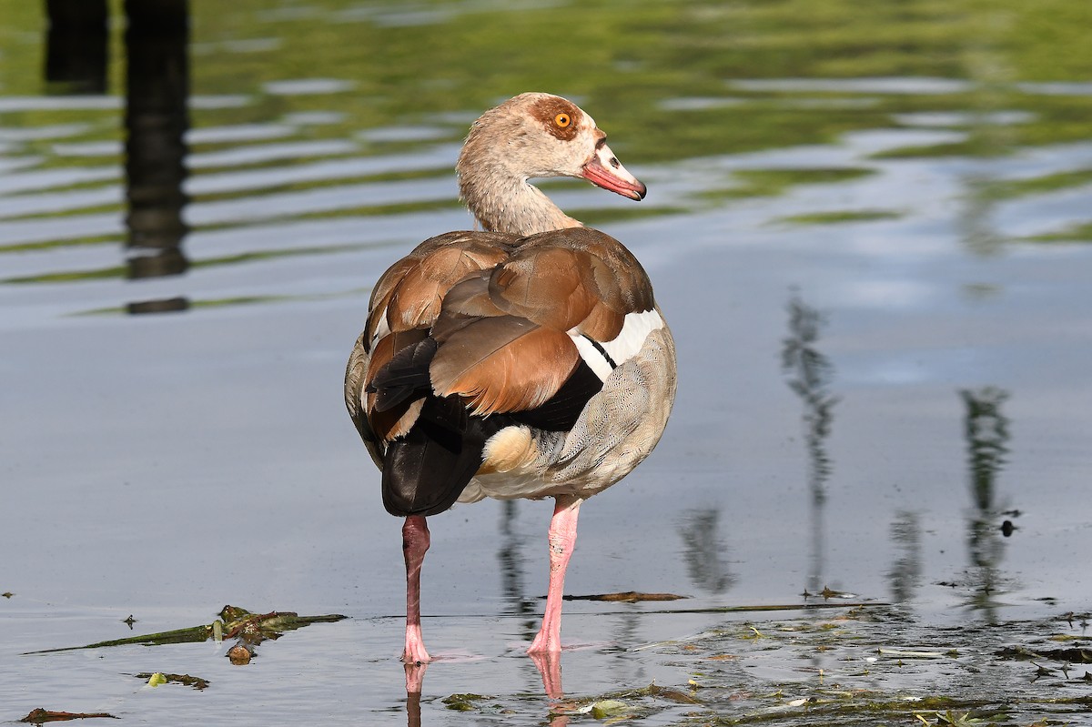 Egyptian Goose - ML620735082