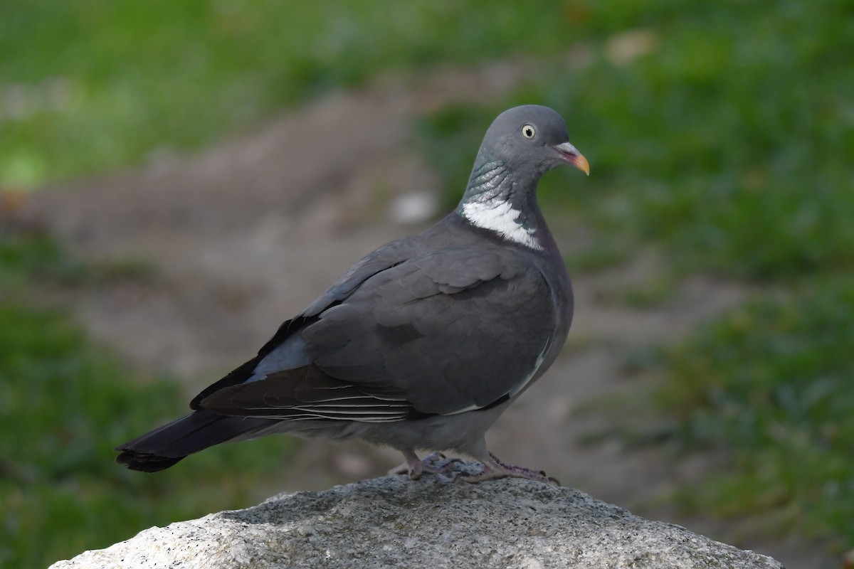 Common Wood-Pigeon - ML620735083