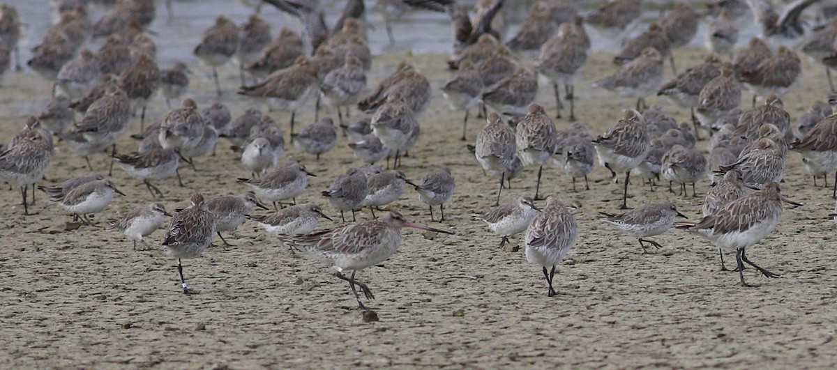 Red Knot - ML620735088