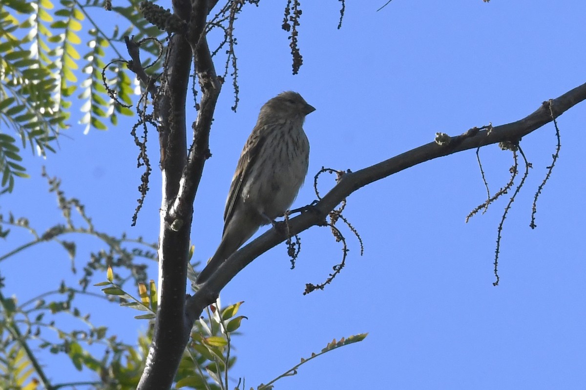 European Serin - ML620735090