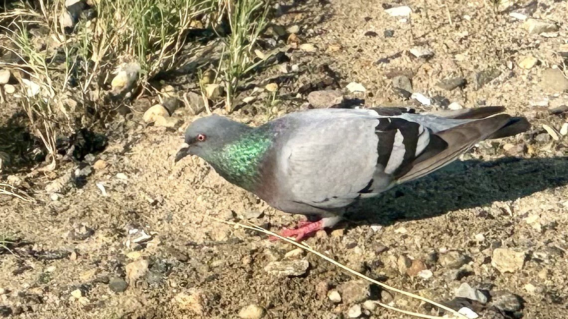 Rock Pigeon (Feral Pigeon) - Tony Whiting