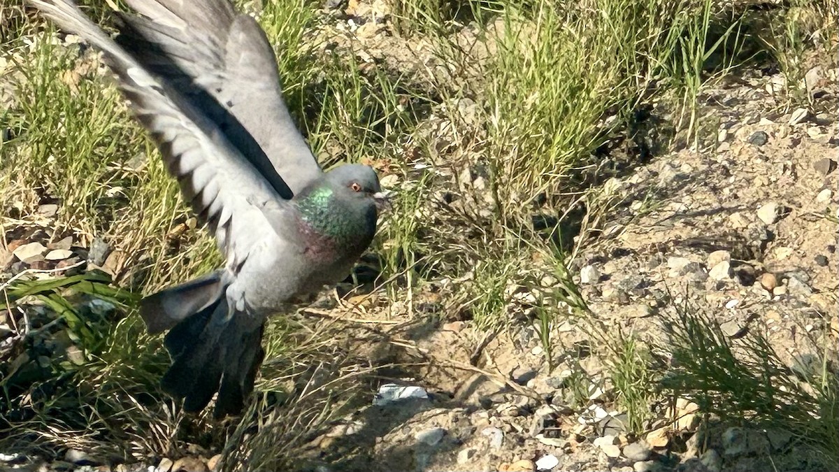 Rock Pigeon (Feral Pigeon) - ML620735106