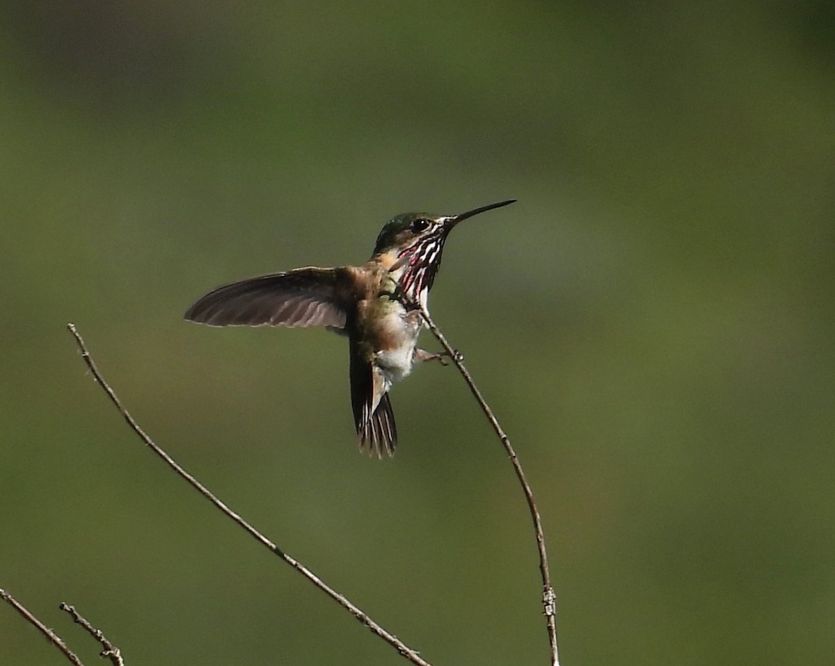 Calliope Hummingbird - ML620735108