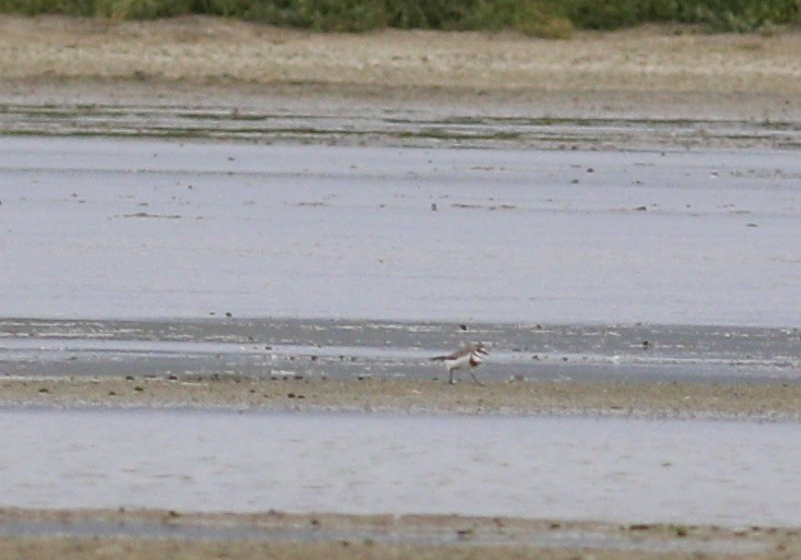 Double-banded Plover - ML620735110