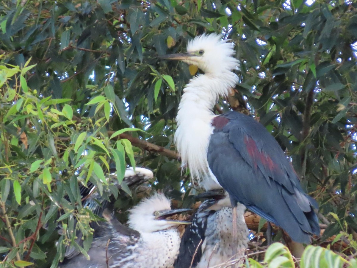 Garza Cuelliblanca - ML620735111