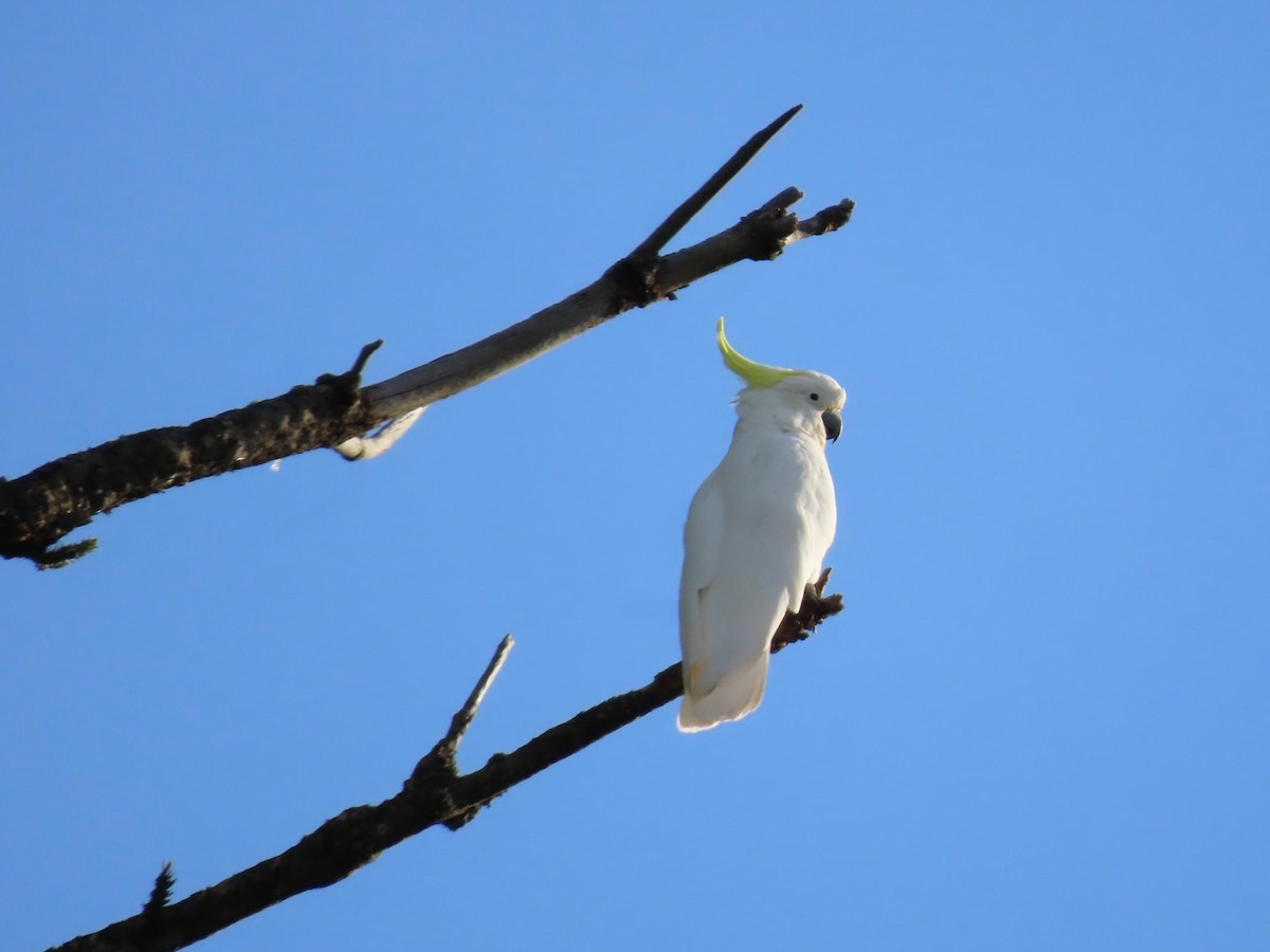 Sulphur-crested Cockatoo - ML620735115