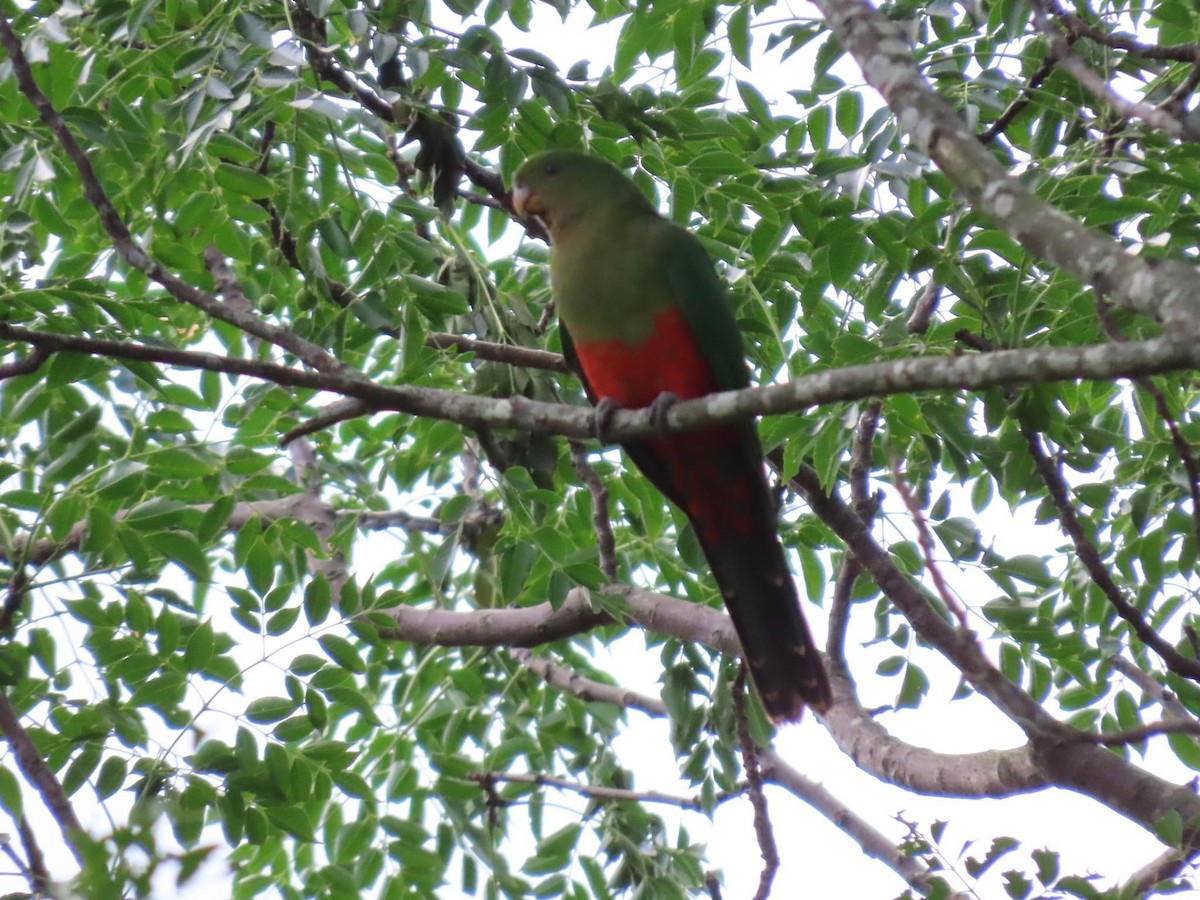 キンショウジョウインコ - ML620735117