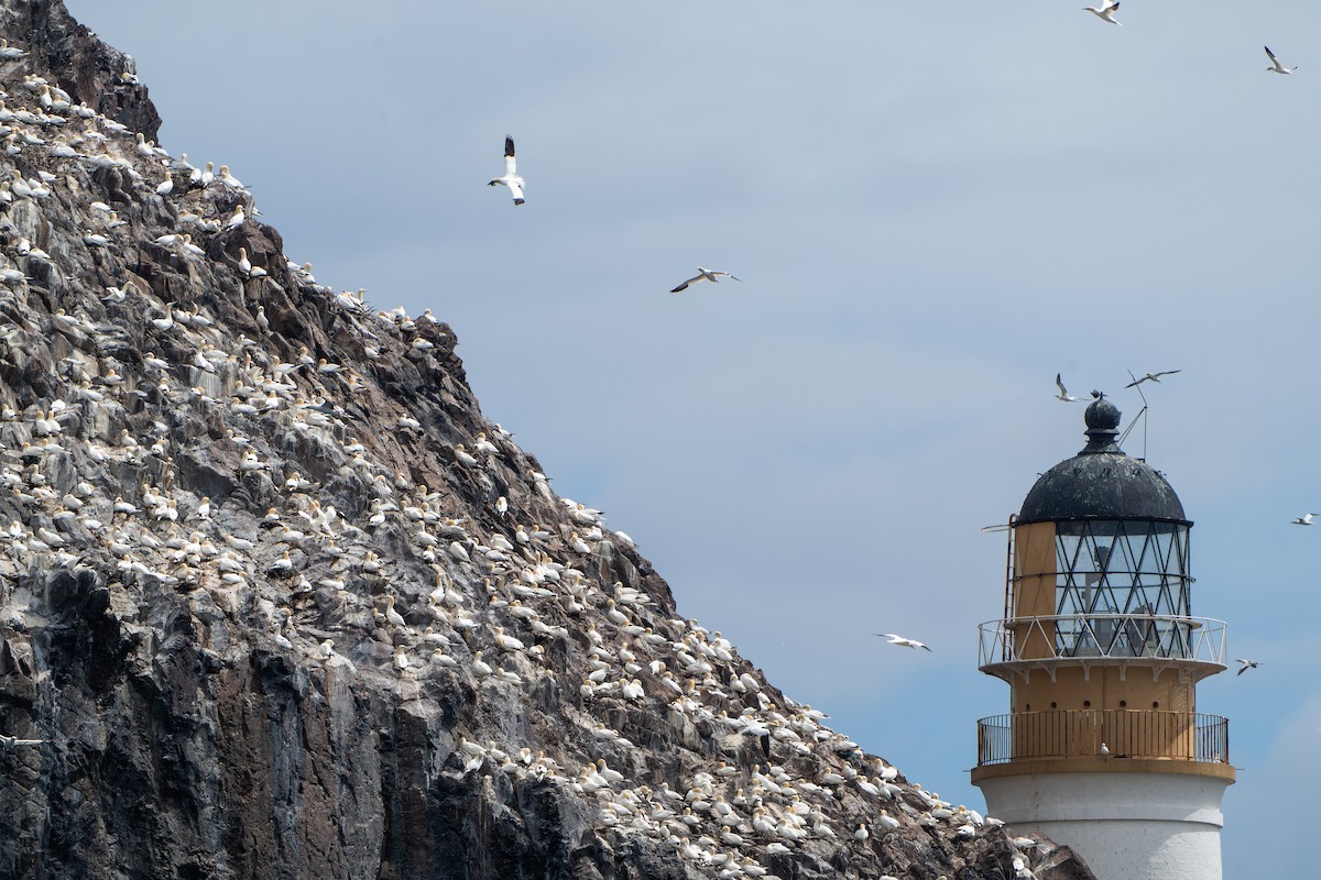 Northern Gannet - ML620735120