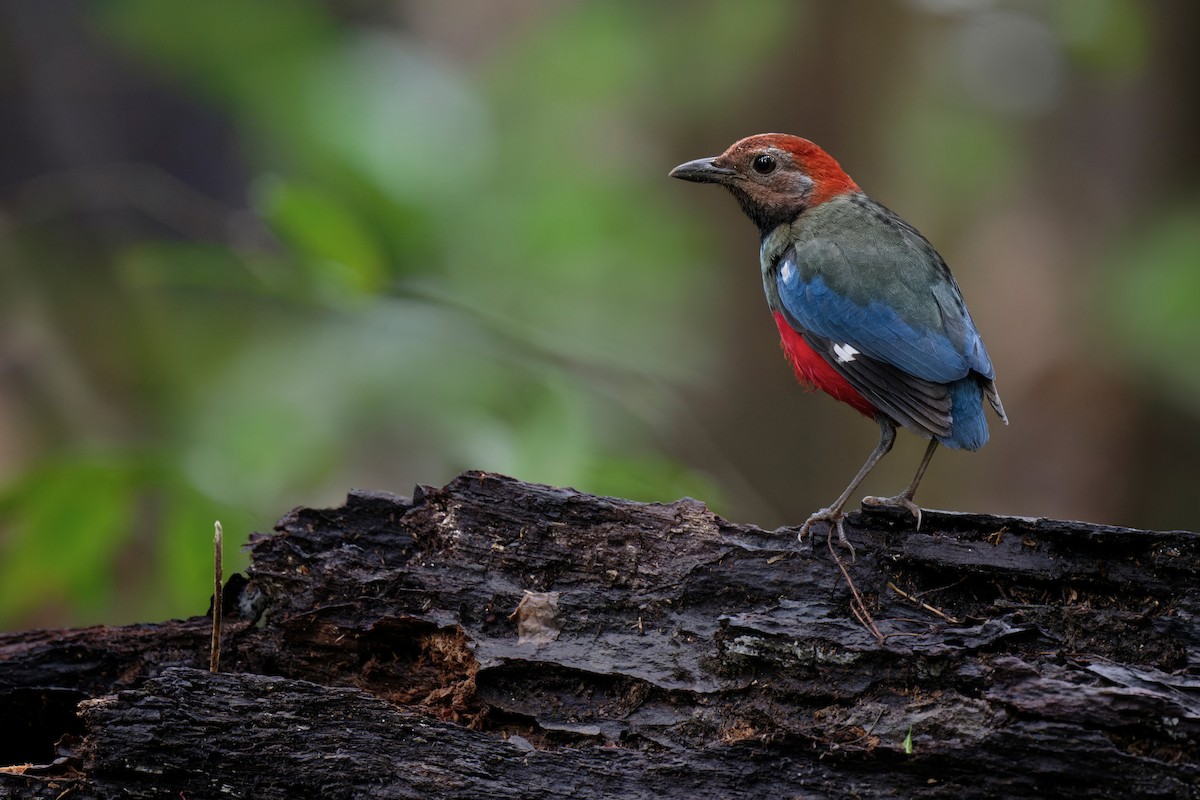 Papua-Blaubrustpitta - ML620735132