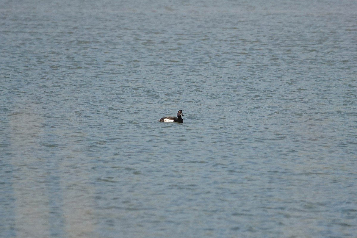 Tufted Duck - ML620735133