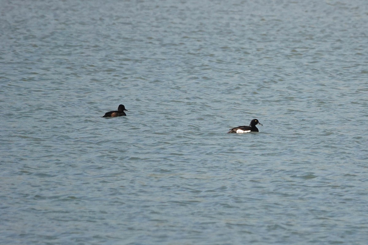 Tufted Duck - ML620735134