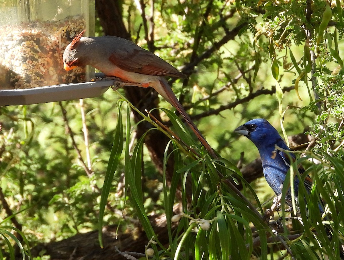 Cardinal pyrrhuloxia - ML620735135