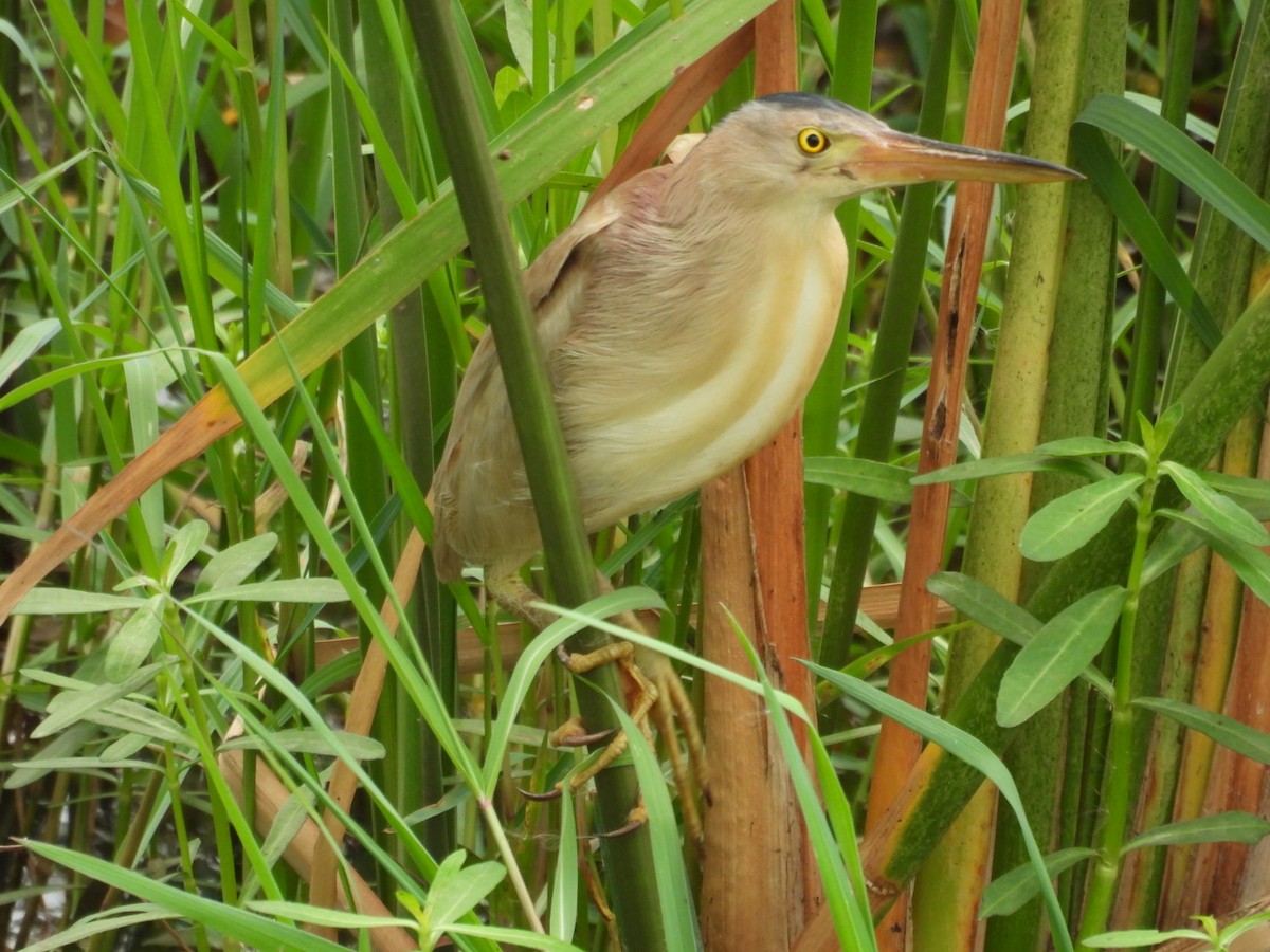 Yellow Bittern - ML620735136