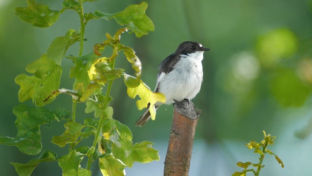 European Pied Flycatcher - ML620735138