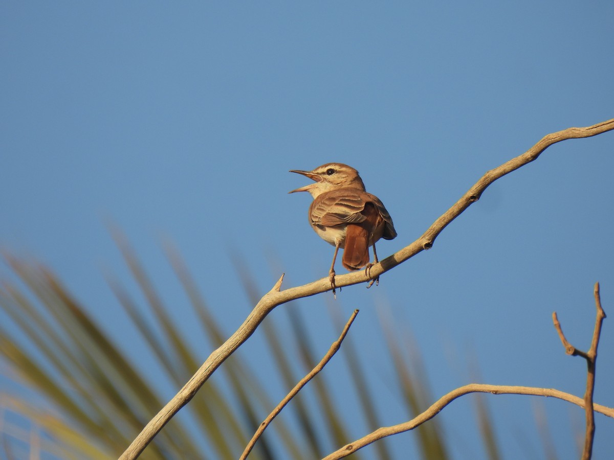 Rufous-tailed Scrub-Robin - ML620735144