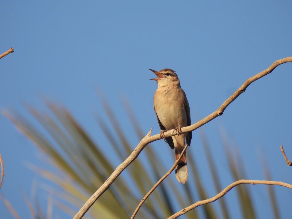 Rufous-tailed Scrub-Robin - ML620735148