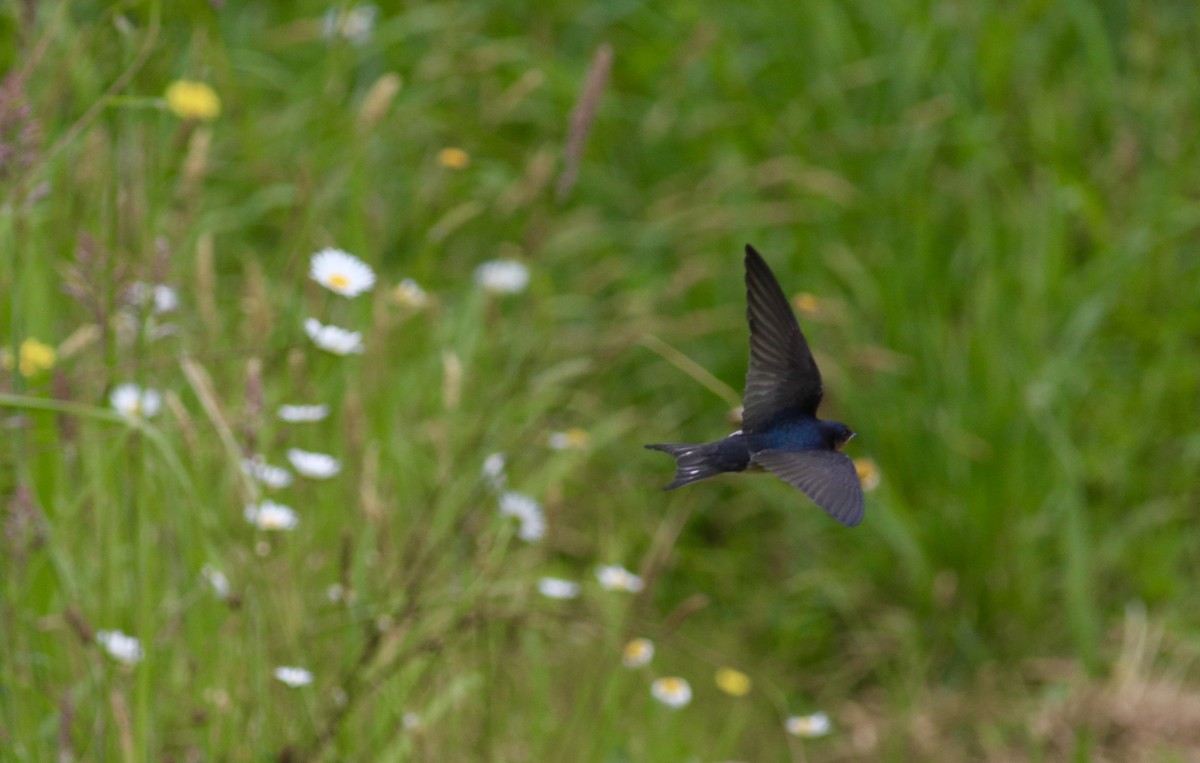 Golondrina Australiana - ML620735149