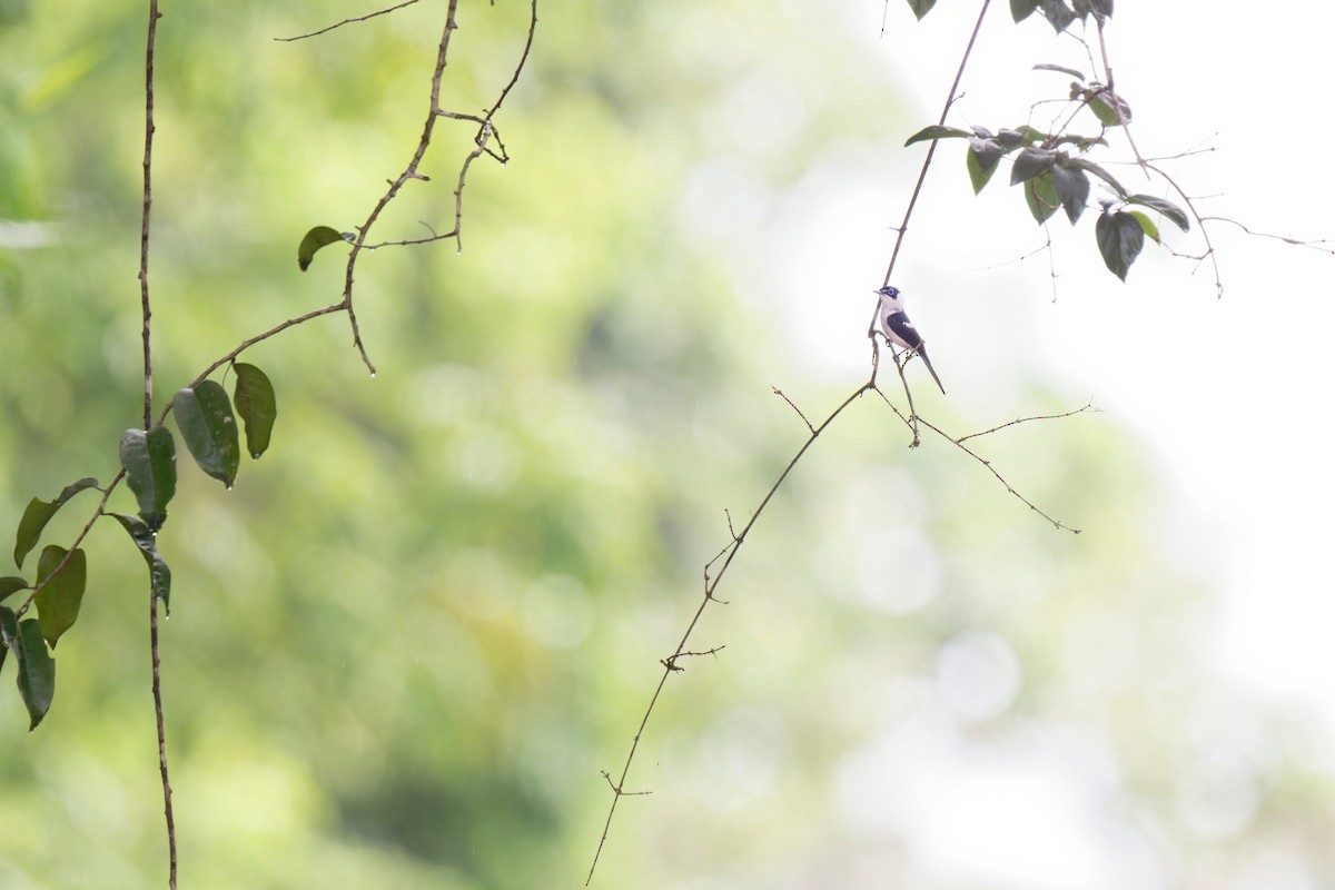 Frill-necked Monarch - ML620735150