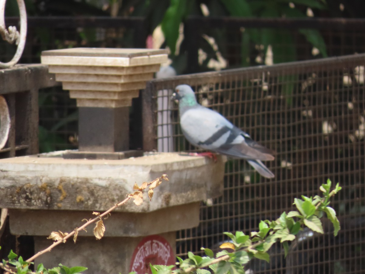 Rock Pigeon (Feral Pigeon) - ML620735152