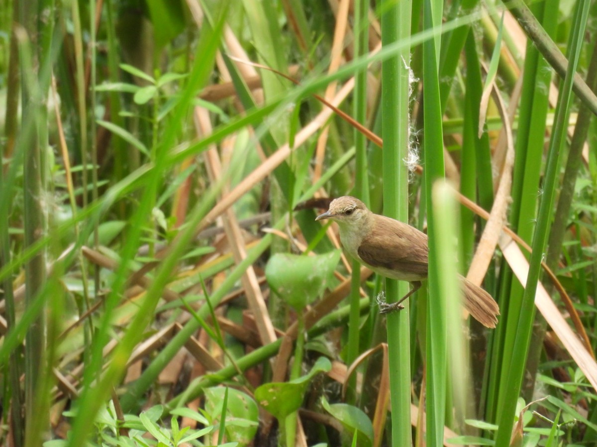 Clamorous Reed Warbler - ML620735153