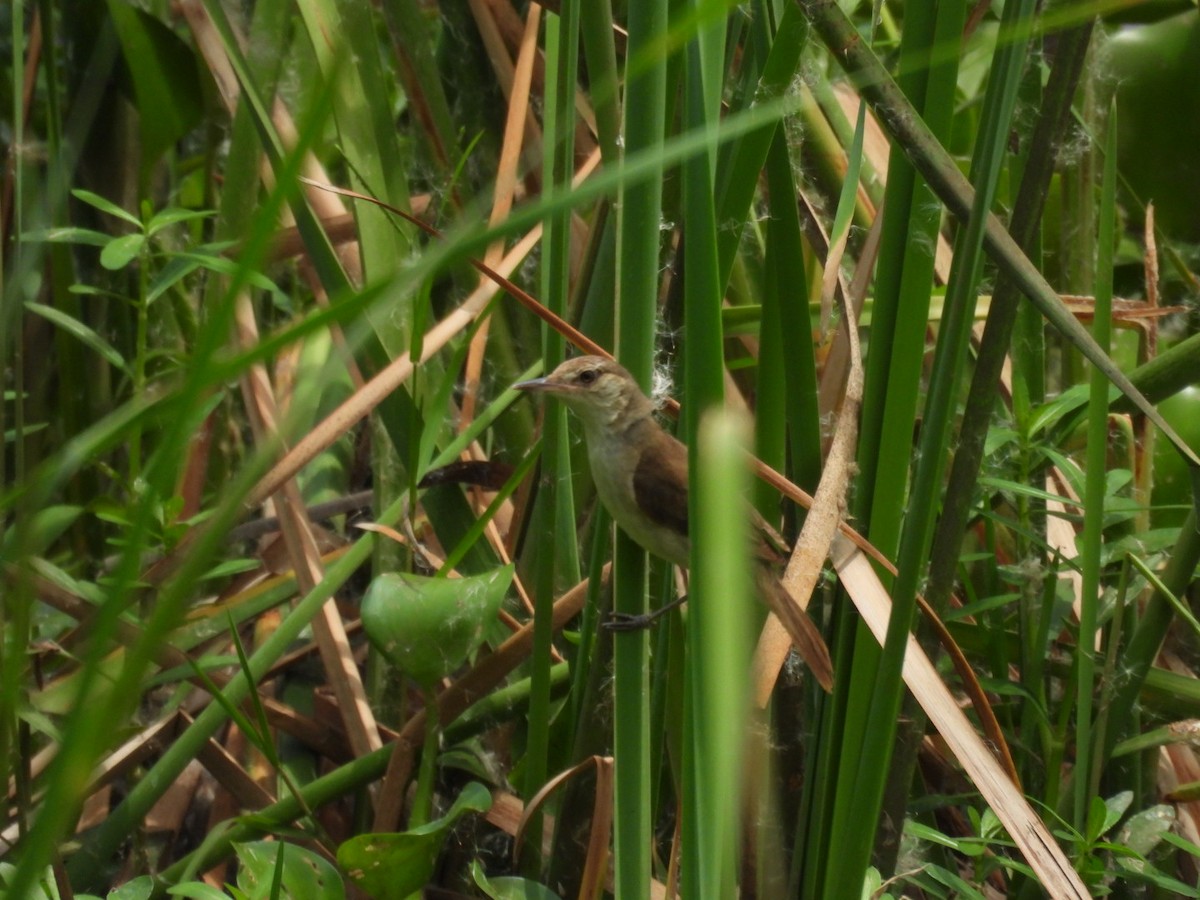 Clamorous Reed Warbler - ML620735155