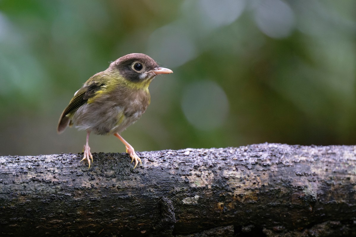 White-faced Robin - ML620735157